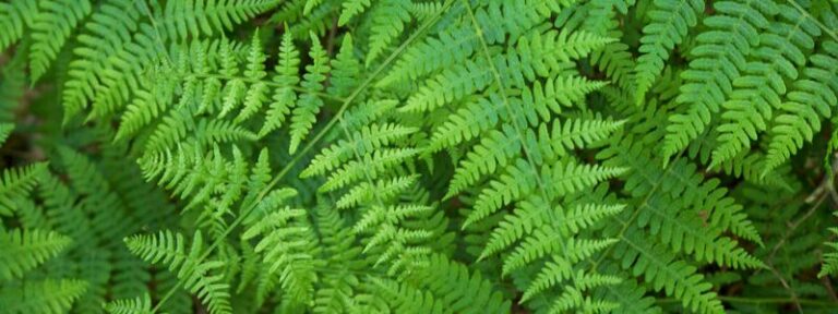Point réglementaire - La guerre de l'ortie - MAÏA-KO