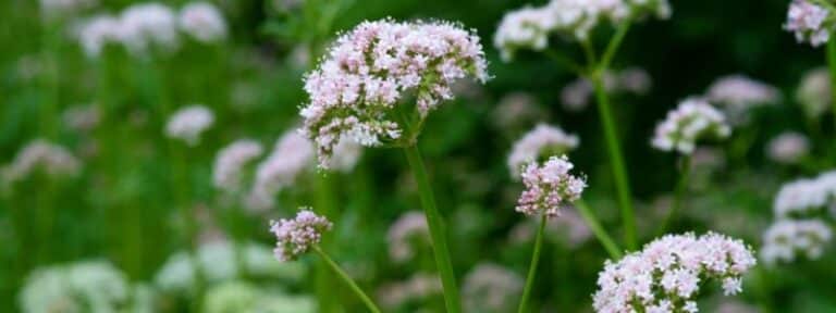 Valériane au jardin potager MAÏA-KO