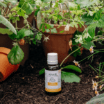 Recharge concentrée 30 mL Ortie, Bardane & Pissenlit