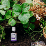 Recharge concentrée 30 mL Prêle, Ail & Thym