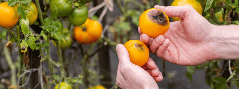 maladies potager (1)