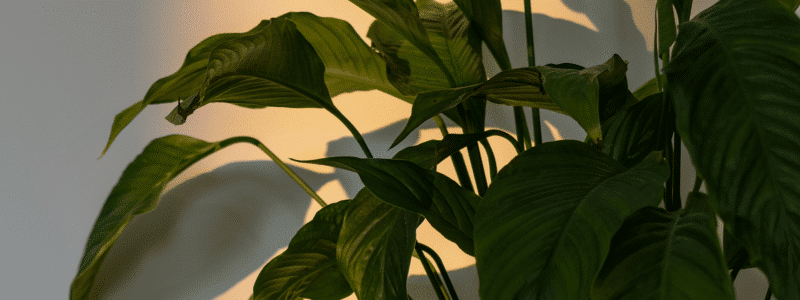 vers blanc plantes intérieur (1)