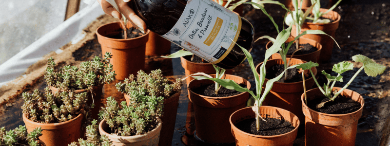 jardin froid hiver (2)