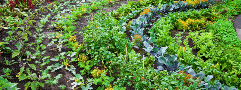 jardiner sans pesticides 5