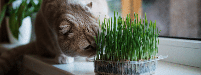 Comment empêcher mon chat d'abîmer mes plantes d'intérieur - AÏAKO (2)