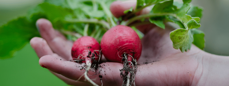 jardiner sans pesticides 4