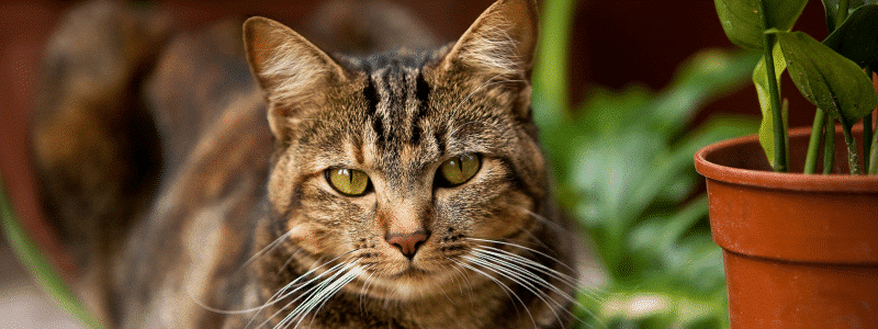 Comment empêcher mon chat d'abîmer mes plantes d'intérieur - AÏAKO (3)