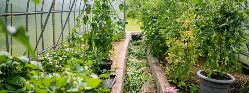 que faire au potager en février (2)