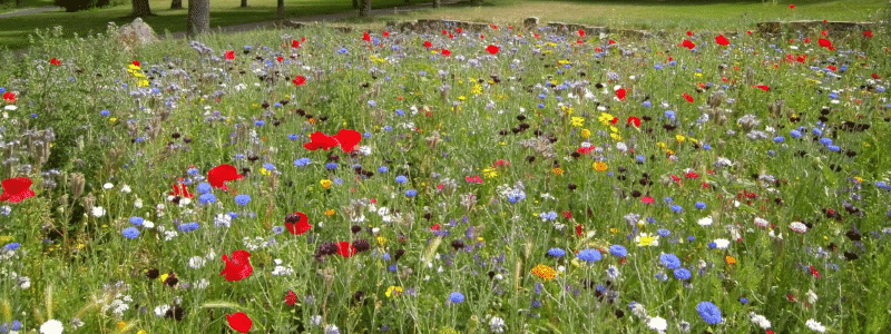 jardiner sans pesticides 2