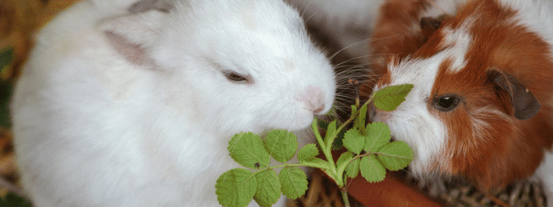 Comment empêcher mon chat d'abîmer mes plantes d'intérieur - AÏAKO (5)