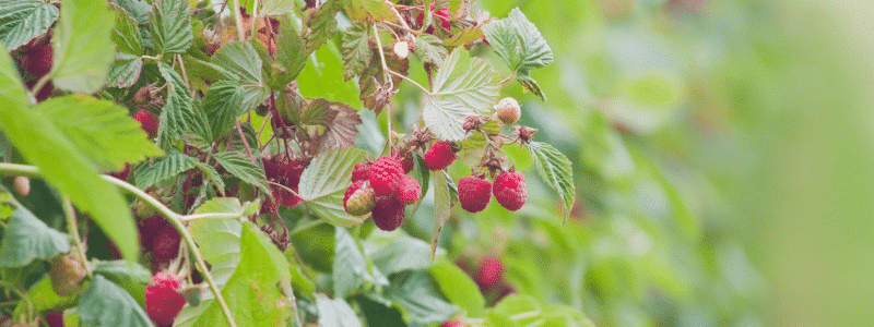 que faire au potager en février 6