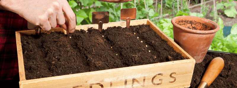 Que planter en mars au potager ?