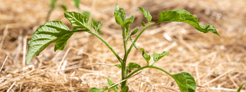 Pailler mon jardin : comment faire ?