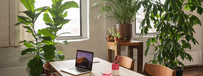 Moucherons du terreau : comment s'en débarrasser naturellement