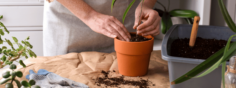 Moucherons du terreau : comment s'en débarrasser naturellement