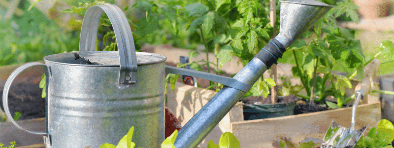 Que planter en mars au potager ?