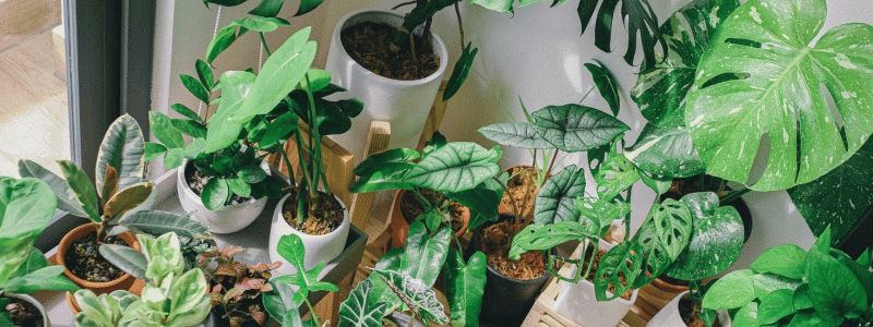 Moucherons du terreau : comment s'en débarrasser naturellement