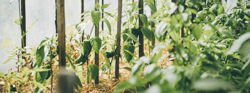 Que planter en mars au potager ?