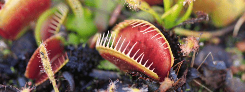 Moucherons du terreau : comment s'en débarrasser naturellement