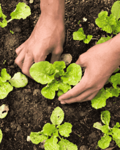 Que planter en mars au potager ?