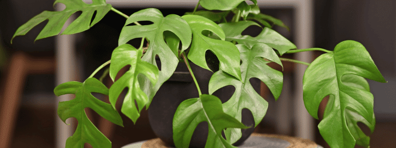 Comment garder en bonne santé vos plantes d'intérieur