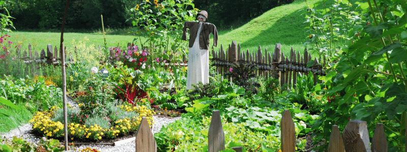 Que planter en avril au potager : semis et astuces