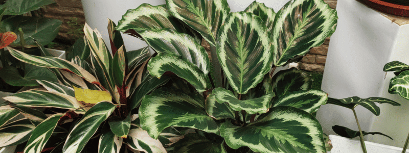 Comment garder en bonne santé vos plantes d'intérieur