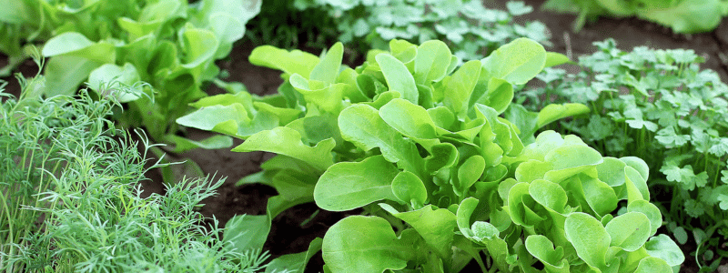 Que planter en avril au potager : semis et astuces