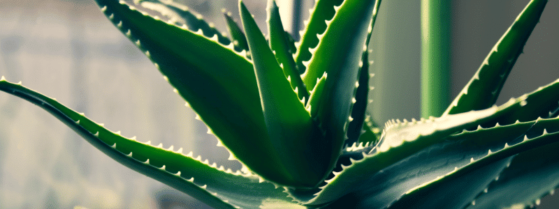 Comment garder en bonne santé vos plantes d'intérieur