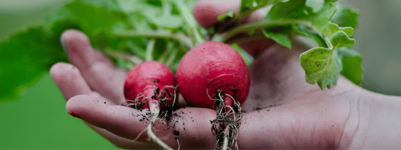 Que planter en avril au potager : semis et astuces