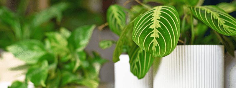 Comment garder en bonne santé vos plantes d'intérieur