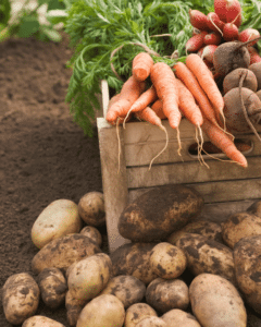 Que planter en avril au potager : semis et astuces