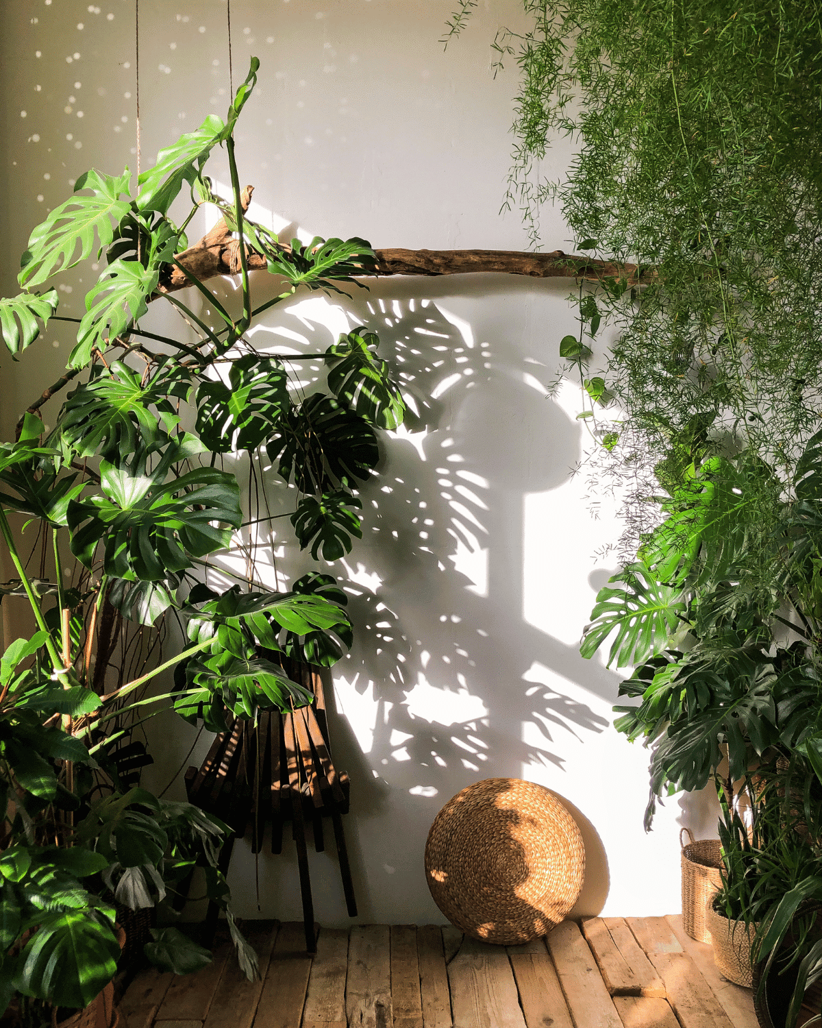 Comment garder en bonne santé vos plantes d'intérieur