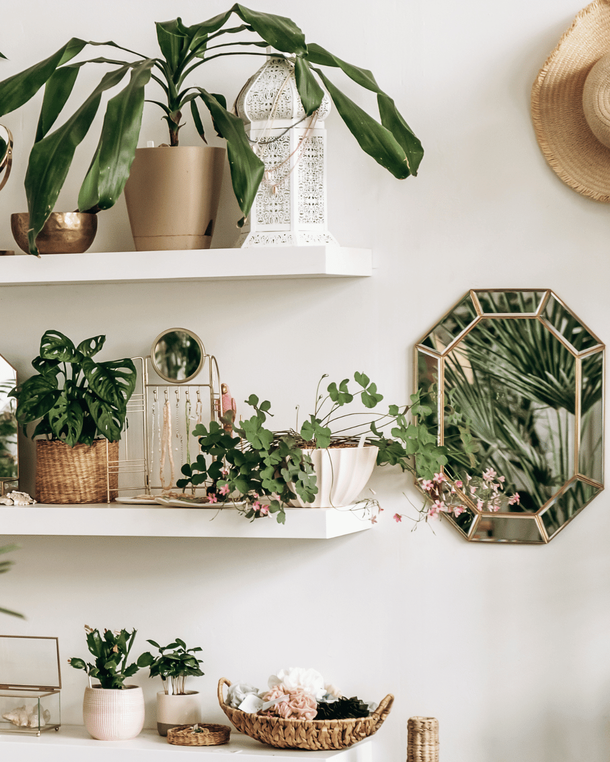 engrais naturel plantes interieur