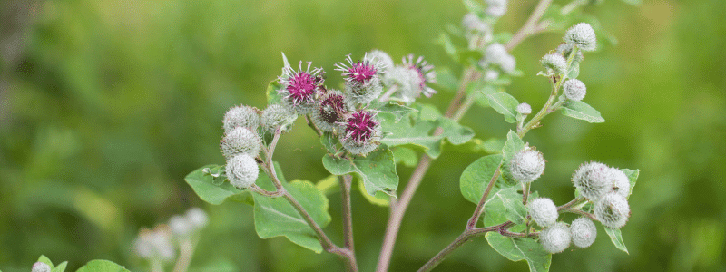 engrais naturel plantes interieur