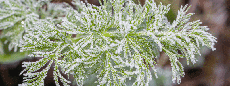 saints de glace au jardin (1)
