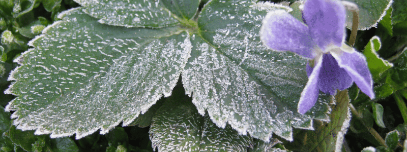 saints de glace au jardin (2)