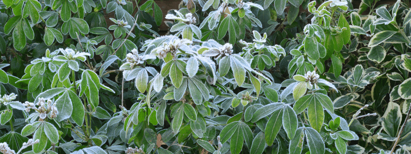 saints de glace au jardin (3)