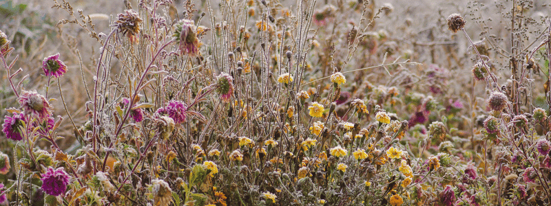 saints de glace au jardin (4)
