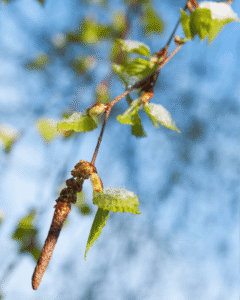 saints de glace jardin