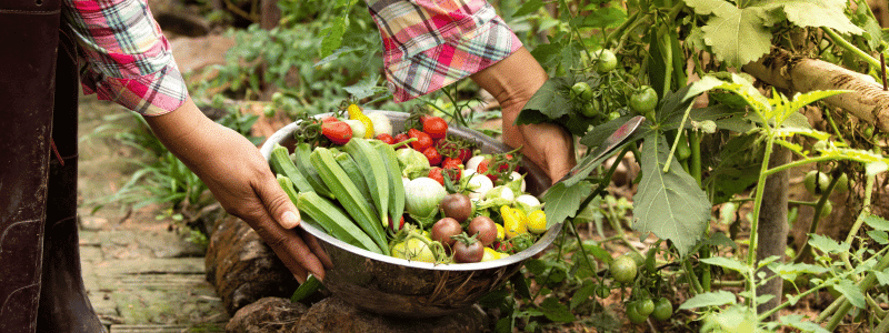 Que faire au potager en septembre