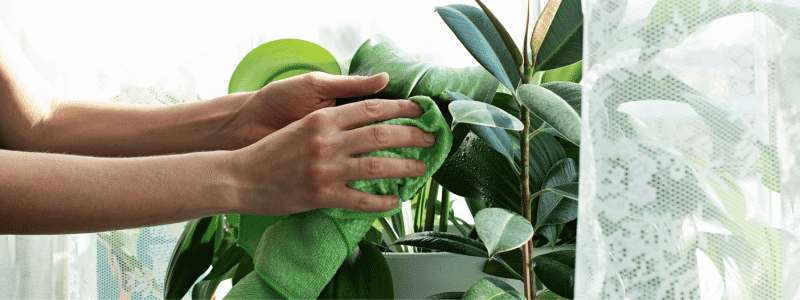 Plantes vertes : LE Guide d’entretien ultime