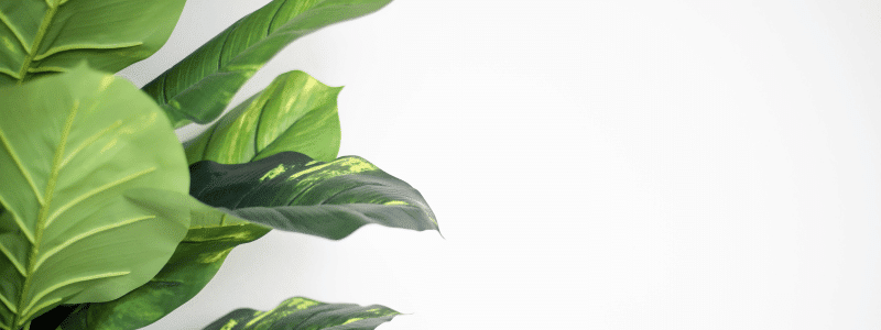 Plantes vertes : LE Guide d’entretien ultime 1