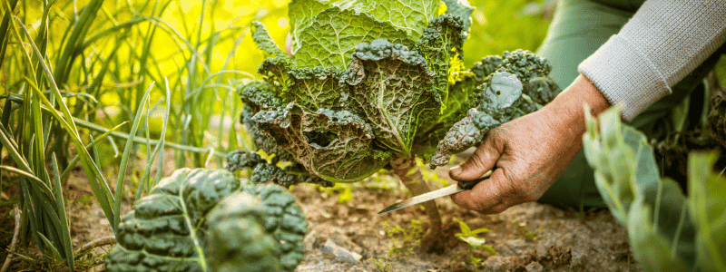 Que faire au potager en septembre