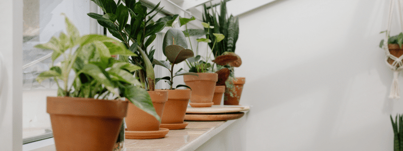 Plantes vertes : LE Guide d’entretien ultime