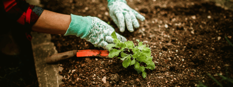 Que faire au potager en septembre