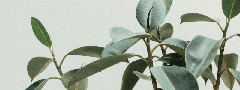 Plantes vertes : LE Guide d’entretien ultime 4