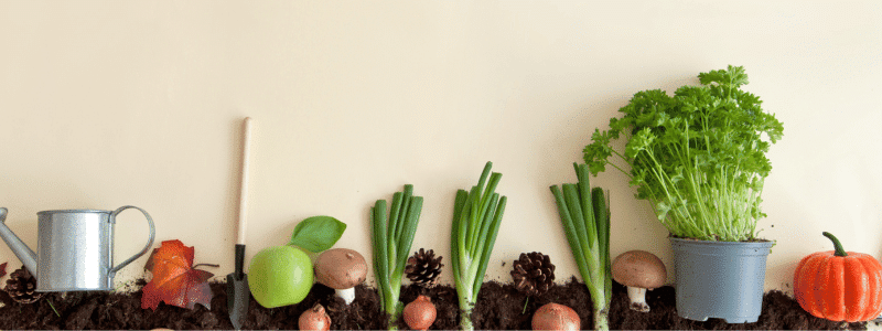 Que faire au potager en septembre