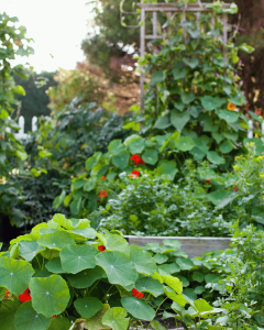 Que faire au potager en septembre