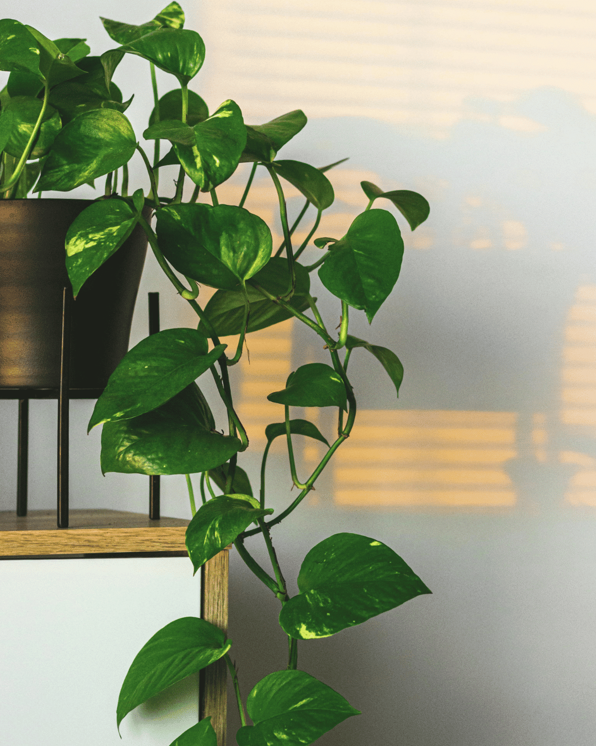 Plantes vertes : LE Guide d’entretien ultime